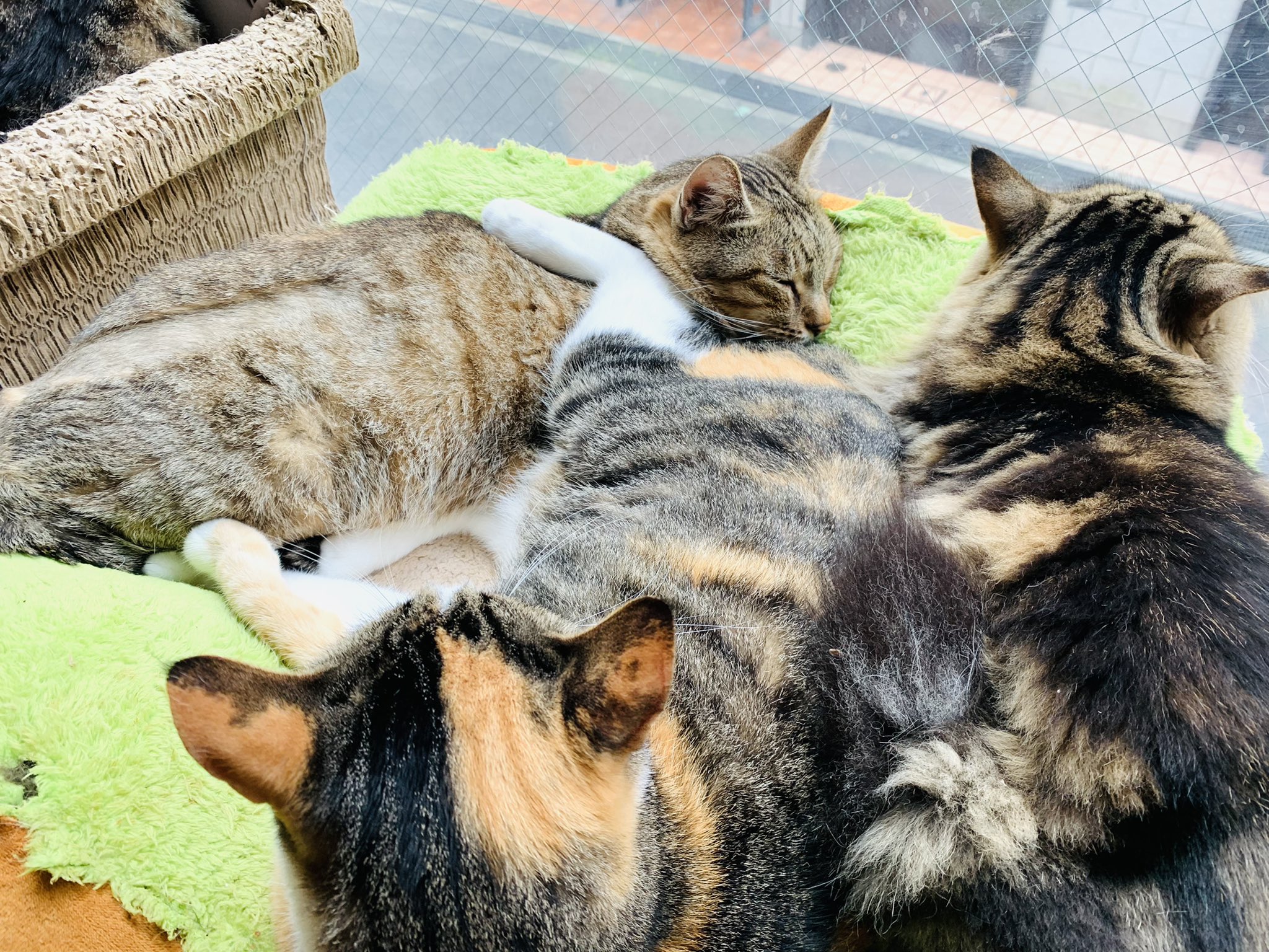 Cat Cafeねこまみれ 神戸 寝相 三毛猫 こむぎ ちゃん 寝る時は絶対誰かに迷惑掛けているので あーる 神戸猫カフェ ねこまみれ元町店 T Co Qdmbtyobud Twitter