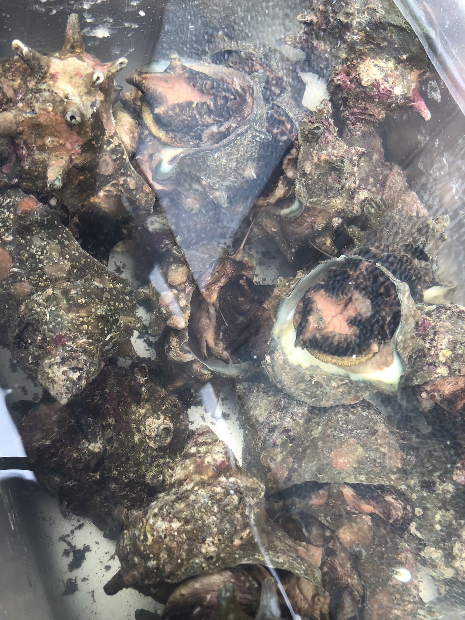 西荻窪しんぽ 箱ウニ 磯つぶ貝 塩茹でにしてます サザエ ミンク鯨 T Co Oaomjiyfjt Twitter