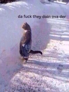 CatFan97's tweet photo. Former students seeing Aggie twitter drama https://t.co/d7BDmB4BO0