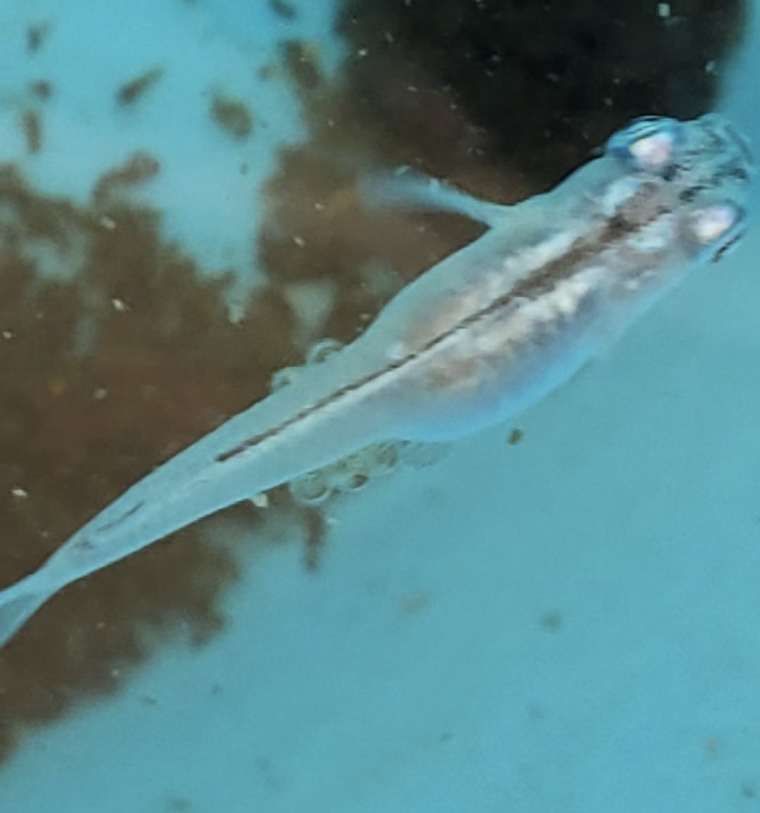 メダカの産卵 Twitter Search Twitter