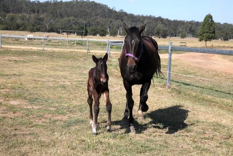 Wingnut Farms tweet media