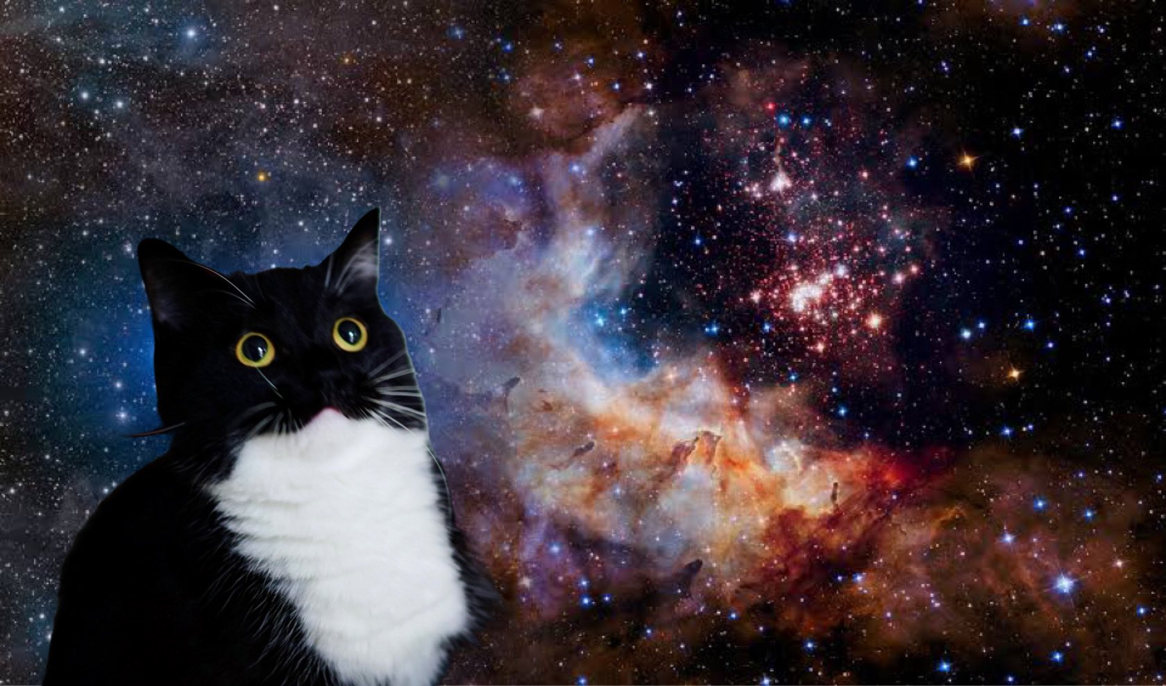 りこぴん Unicouniuni3 どうしても宇宙猫に見えてしまった T Co P5rwkepbss Twitter