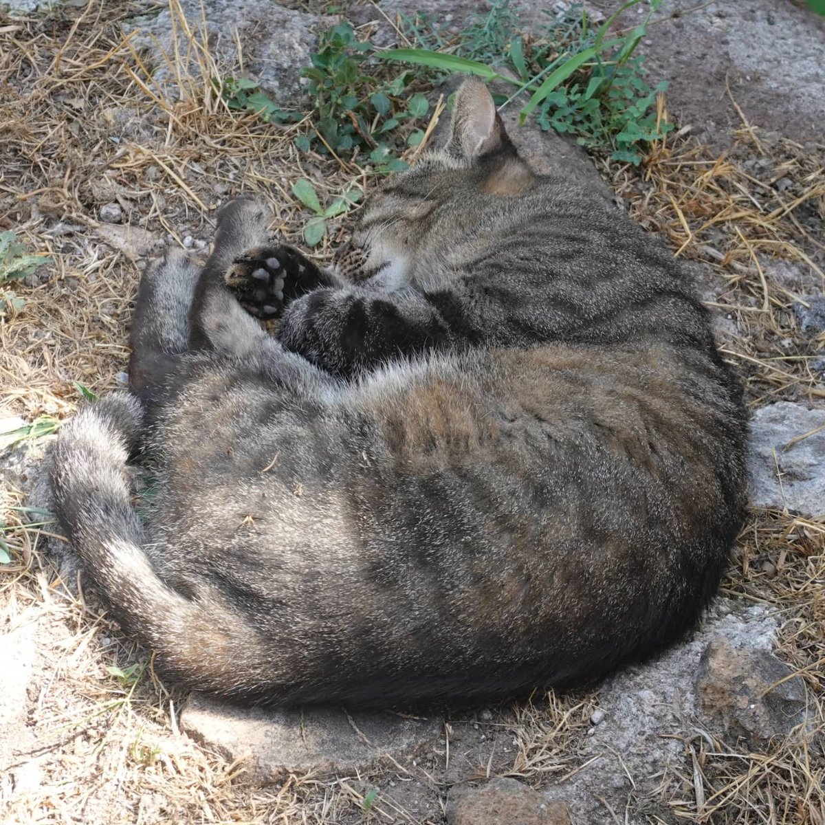 M Manabe V Twitter イタリア ローマの 猫がいる広場として有名なトッレ アルゼンティーナ広場 暑いせいかそんなに沢山の猫は表に出てきていませんでした M Manabe V Twitter イタリア ローマの 猫がいる広場として有名なトッレ アルゼンティーナ広場 暑いせいかそんなに沢山の猫は表に出てきていませんでした