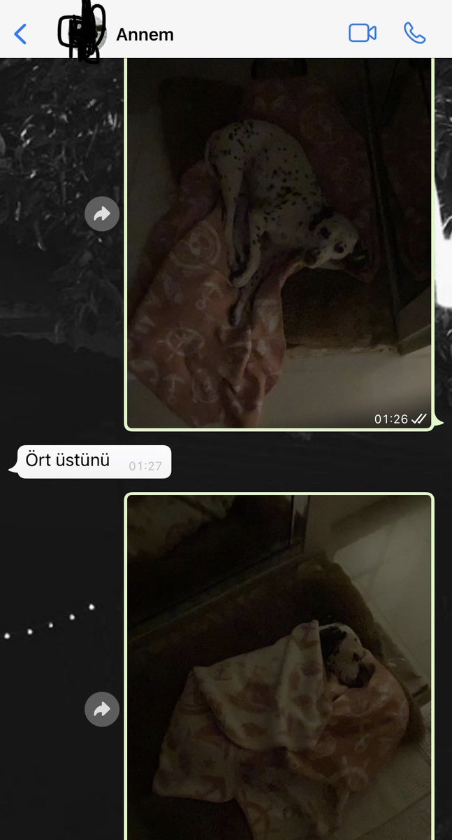 Annem: Eve evcil hayvan falan sokarsanız terk ederim bu evi istemiyorum                                                     Yine annem: