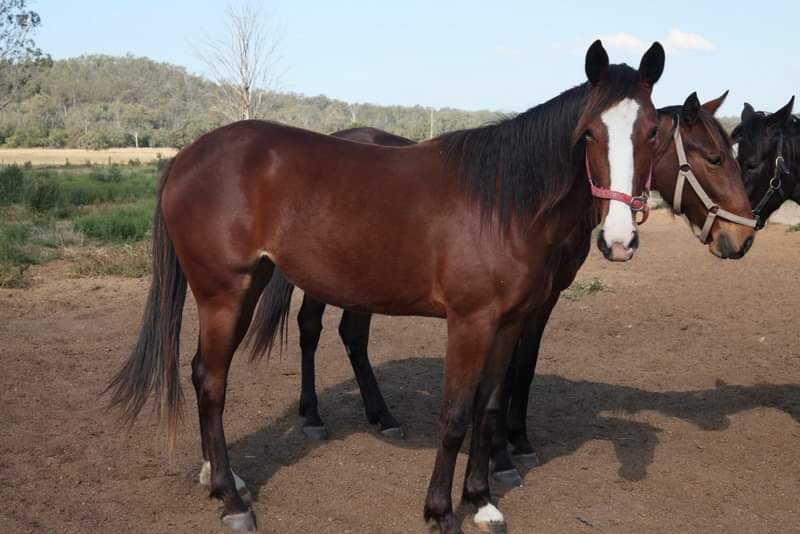 Wingnut Farms tweet media