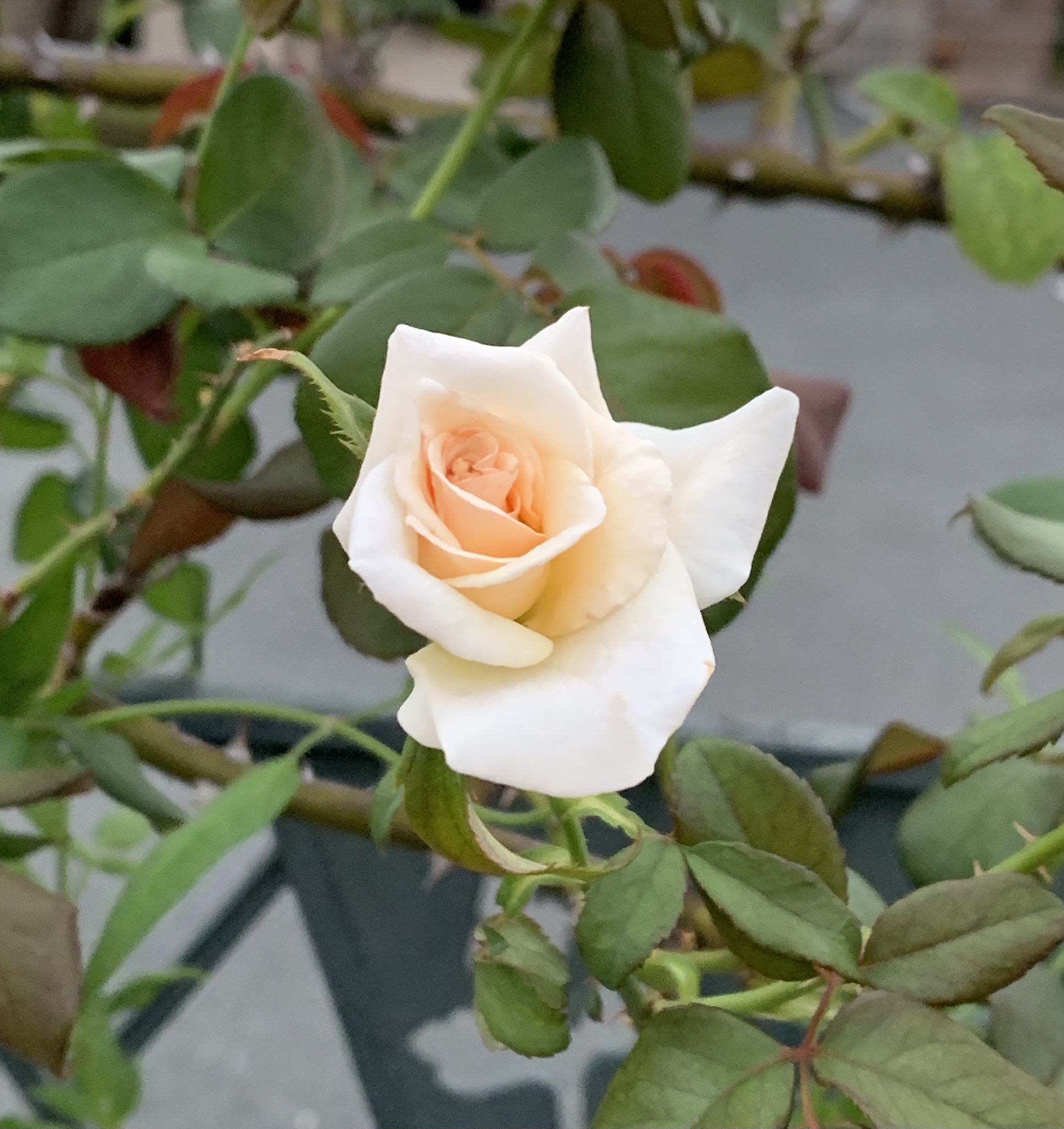 誠太郎 夕暮れの風に抱かれた 白薔薇は 清らかな愛を紡ぎ 想いを込めてあなたへ贈る 秋呼ぶ風の花言葉 白薔薇 白いバラの 花言葉 純潔 私はあなたにふさわしい 深い尊敬 T Co S1xyfvdfrp Twitter