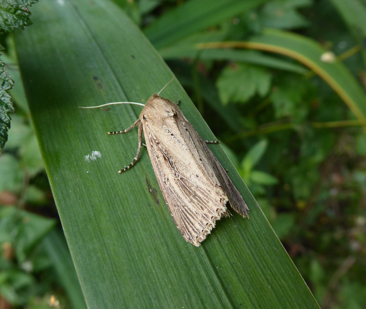Better weather this weekend and had some lovely #autumn moths this morning! 🦋🦋 Sallow, Frosted Orange, Beaded Chestnut and Bulrush Wainscot #MothsMatter @BC_Lincolnshire @savebutterflies