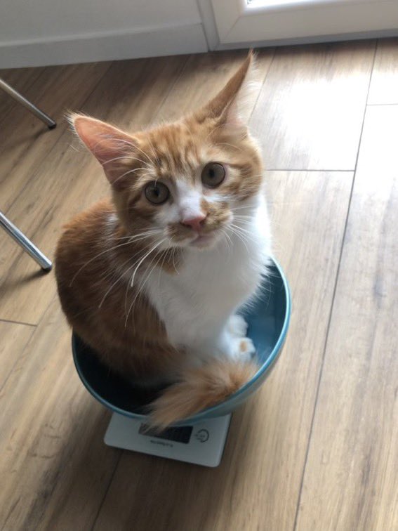 Olaf_Chat's tweet image. Je suis trécontent, le pôtichat qui avé la PIF il fé bien le traitement et il a l’air de faire le guérir (2,5 kg de majesté !). Bravo poticollègue warrior ! Trébons numains.