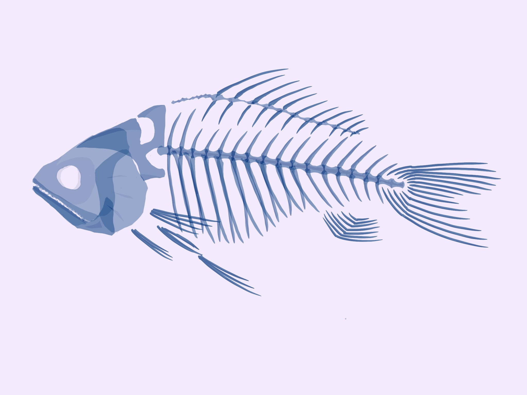 Uzivatel あじ Na Twitteru 魚の骨 Illustration イラスト Drawing Art Sketch Design デザイン アート 絵 Paint Artwork T Co Tmdx3dl6da Twitter