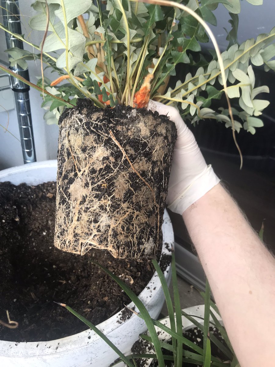 lost_in_botany's tweet photo. Potting up this #Banksia (#Dryandra) drummondii! Look at all those #ClusterRoots!! And many more new ones to come. Hopefully they expand out into the new pot 😍 https://t.co/s2CQGfKy6R