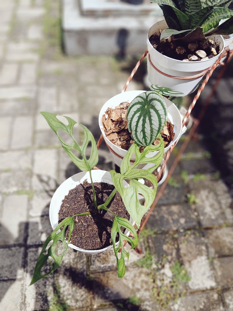 rou_yin's tweet photo. New hobby ~ gardening.
Besides its my me time, it also reminds me of my late father.
He was very talented on gardening. https://t.co/bUi58AoeWx