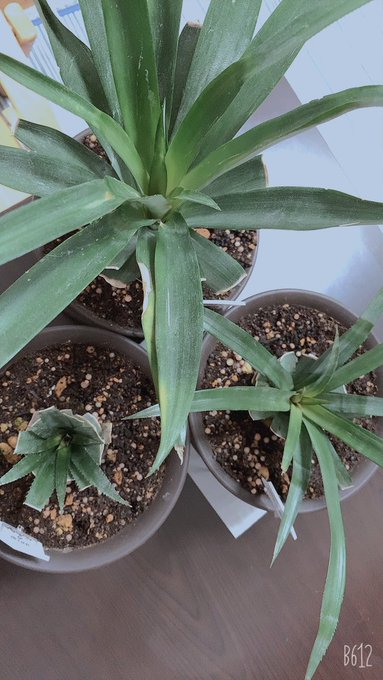 Twitterのコスプレ画像16