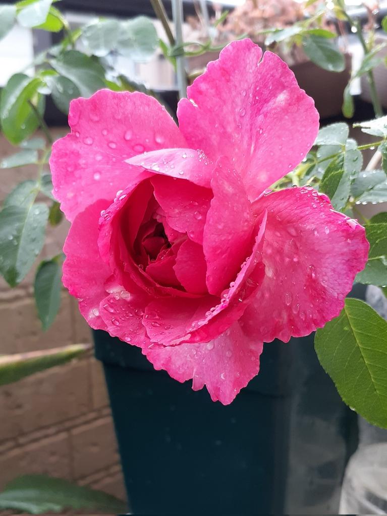 ブルジョア Twitter Search Twitter