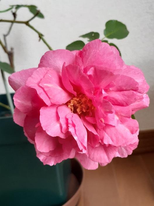 ブルジョア Twitter Search Twitter