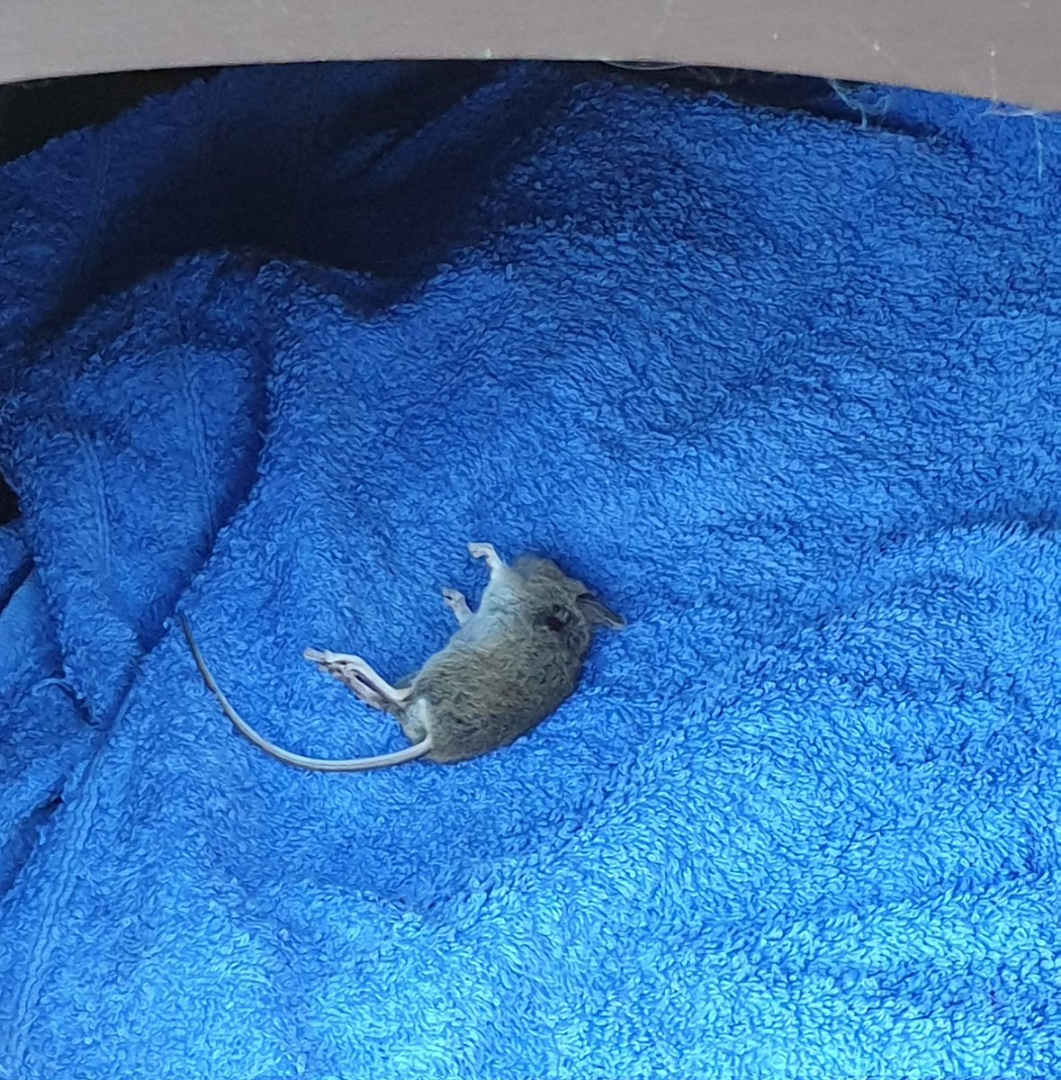 4Catsof's tweet image. We got mum a present for her birthday
#SundayMorning #birthdaygirl