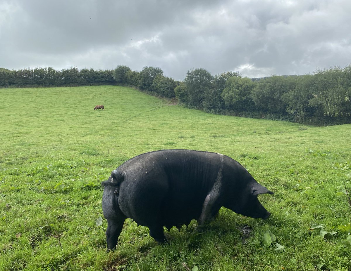 newlandfarm's tweet photo. Mixed Grazing #ProperFarming https://t.co/9NL4vqnxDn