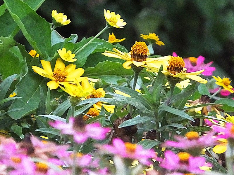 ジニアリネアリス