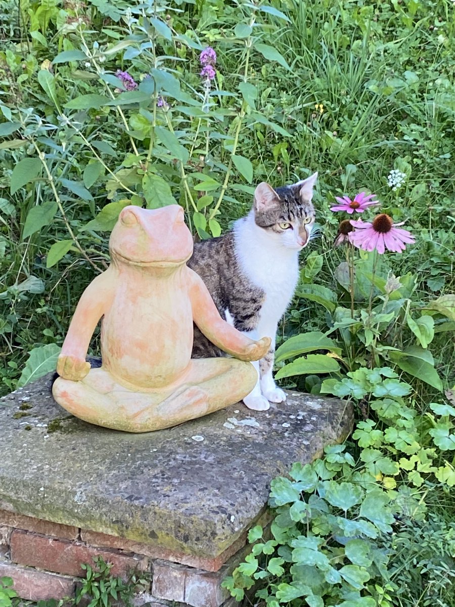 Happy #SundayMorning 😺🐾❤️