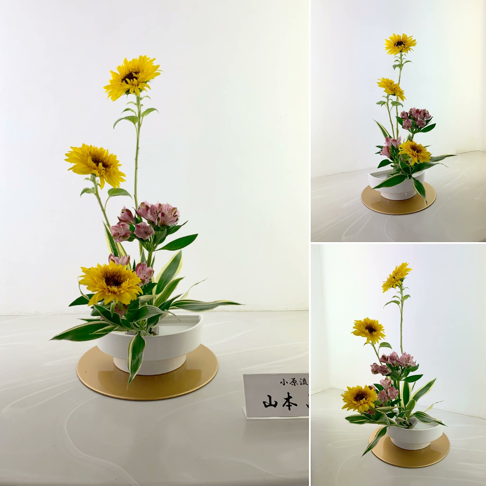 ドラセナサンデリアーナ Twitter Search Twitter