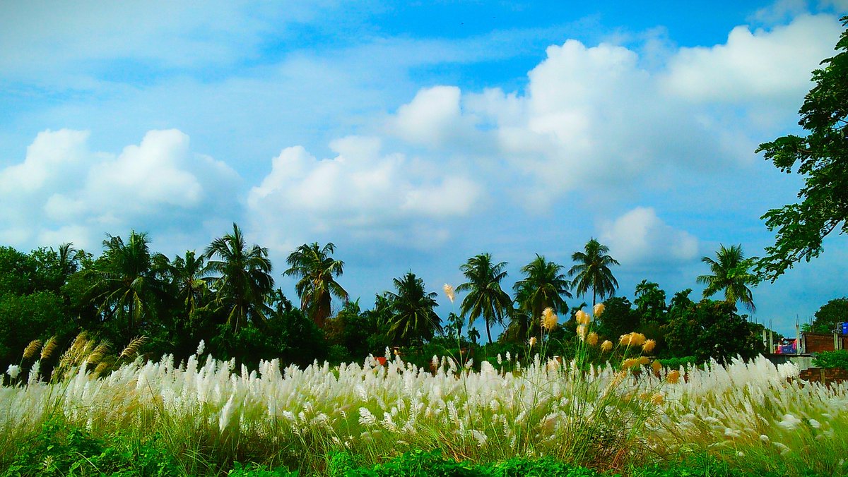 student_bengal's tweet photo. #Autumn #kashphool #DurgaPuja2021 #DurgaPuja #WestBengal #sky #photography #NaturePhotography #naturelover kashphool brings the message-Maa Durga is coming😍beauty of Nature 🌿 🌥 📸 🌾 #PhotoOfTheDay #Cloud #weather #naturelover https://t.co/otih1MFrUq