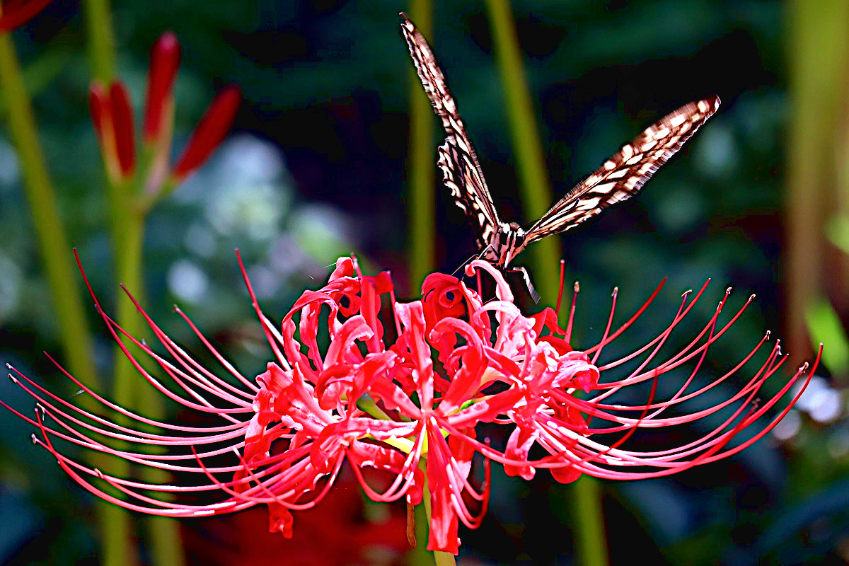 تويتر 英勝寺 البحث في تويتر