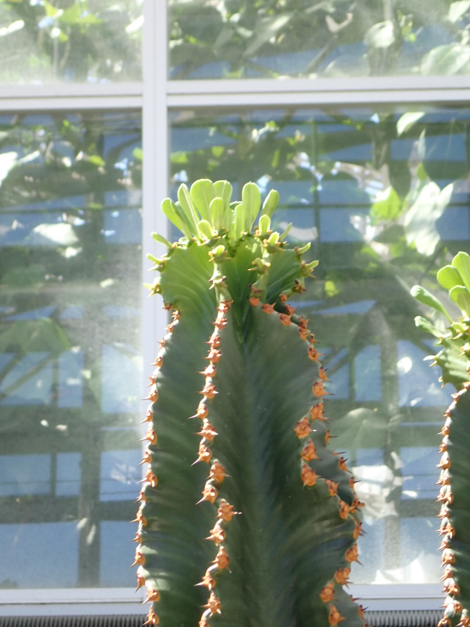 神代植物公園 【公式】 على X: 