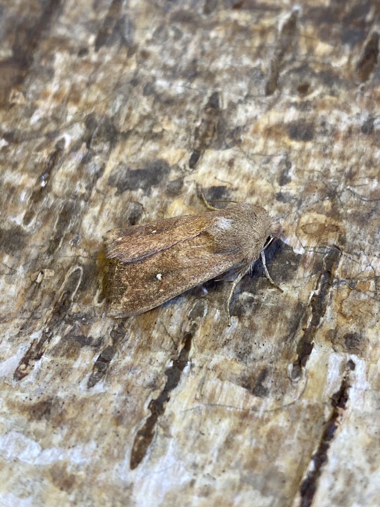 Andrew C Sims (@andysims4049) on Twitter photo This White-point was a new addition to the garden list this morning. <a href="/BritishMoths/">British Moths</a> <a href="/BC_Lincolnshire/">BC Lincolnshire</a> <a href="/LincsWildlife/">Lincs Wildlife Trust</a> <a href="/LincsNaturalist/">LNU</a> This White-point was a new addition to the garden list this morning. <a href="/BritishMoths/">British Moths</a> <a href="/BC_Lincolnshire/">BC Lincolnshire</a> <a href="/LincsWildlife/">Lincs Wildlife Trust</a> <a href="/LincsNaturalist/">LNU</a>
