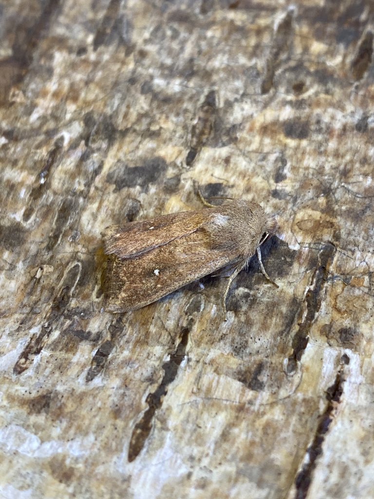 This White-point was a new addition to the garden list this morning. @BritishMoths @BC_Lincolnshire @LincsWildlife @LincsNaturalist