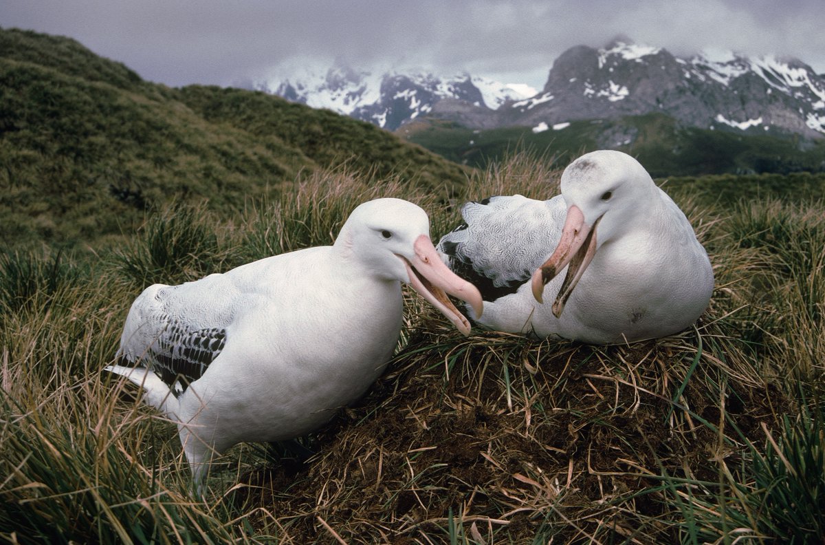 One week to go! BAS is #recruiting a Post-Doctoral Researcher to support the new Darwin Plus project “Monitoring #albatrosses using very high resolution satellites and citizen science."

Full details: bas.ac.uk/jobs/vacancy/p… (Closing 26 September) #PostDoc #CoolJobs