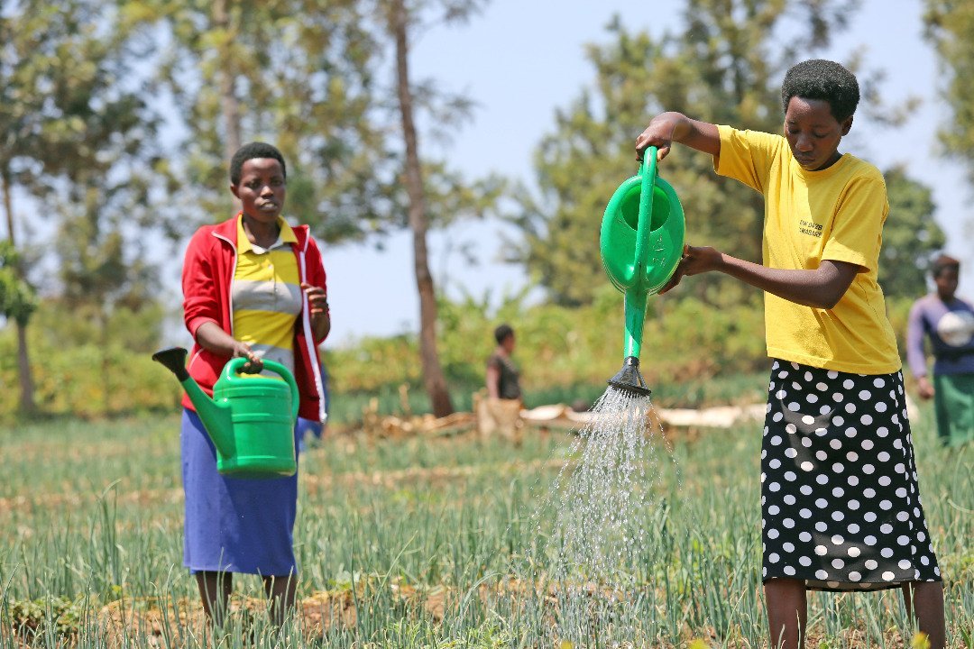 jcniyomugabo's tweet photo. The Photo of Today in #Agriculture: Manual irrigation system.

📷 @USAIDHingaWeze https://t.co/lCMjw5yUih