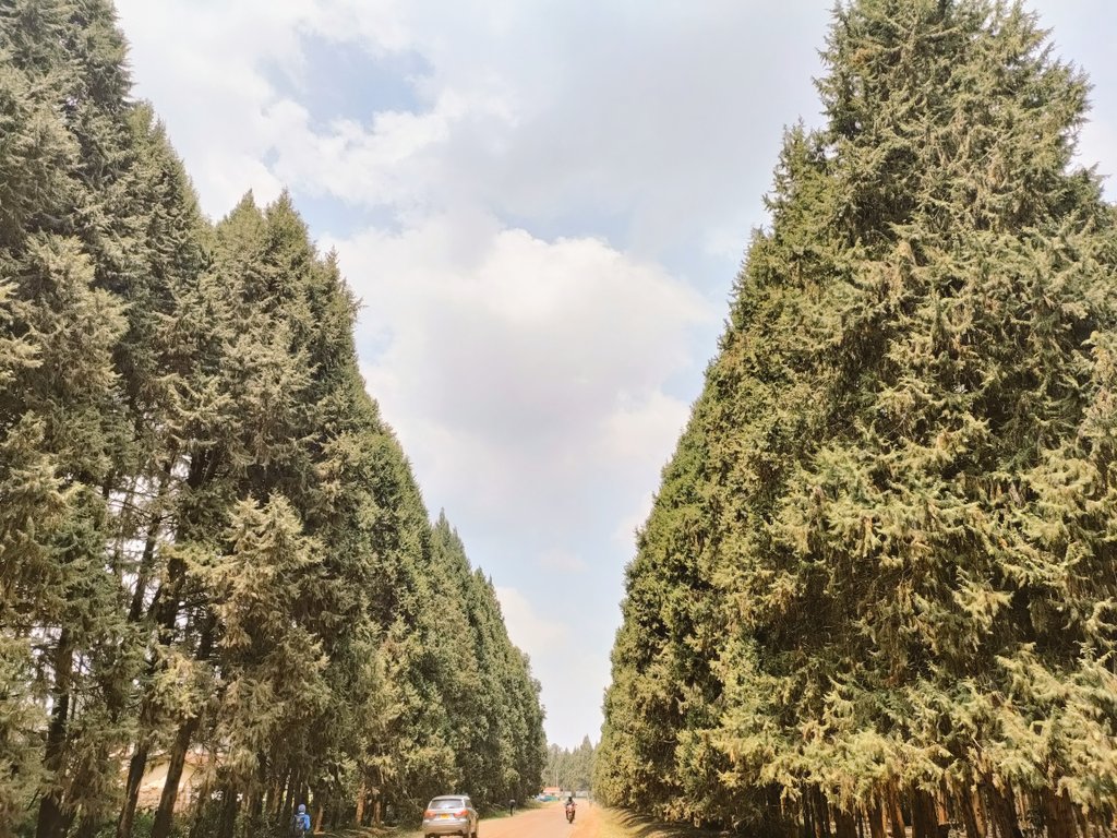 MbuthiaAmina's tweet photo. My 12km hike at @KEFRIHQ was worth it. Cheers to many more. https://t.co/MV5kakyl1h