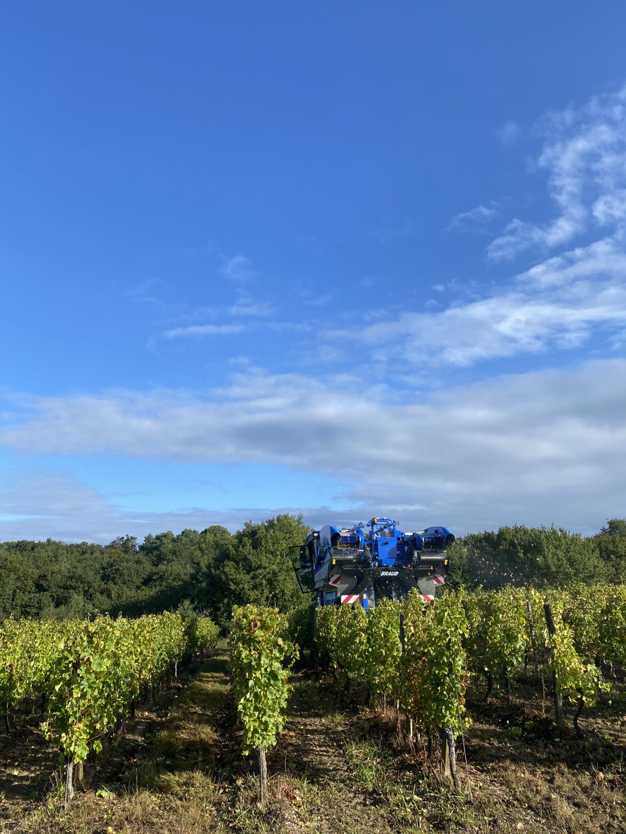 The start of our Sauvignon Blanc harvest, Sunday 19 September. A later one than usual - we did this block on 27 August in 2020, though that was an early start. #bdx21 #bauduc21 #yearinthevineyard #margauxterrier #paviethedog