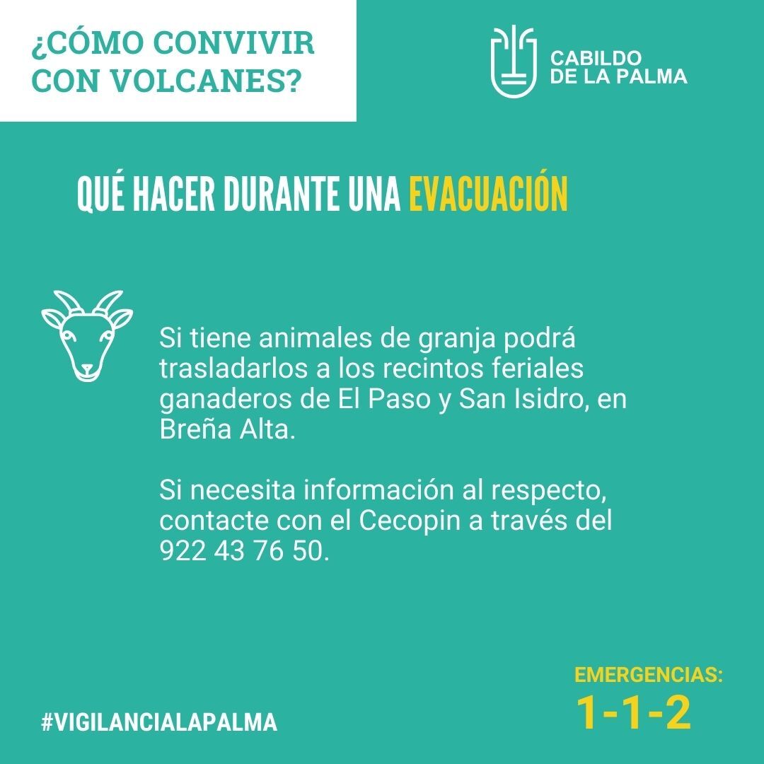 🇪🇸¿Qué hacer durante una evacuación?

🐖Si tiene animales de granja, podrá trasladarlos a los recintos feriales ganaderos de El Paso y San Isidro, en Breña Alta.

📞Si necesita información al respecto, contacte con el Cecopin a través del 
922 43 76 50.