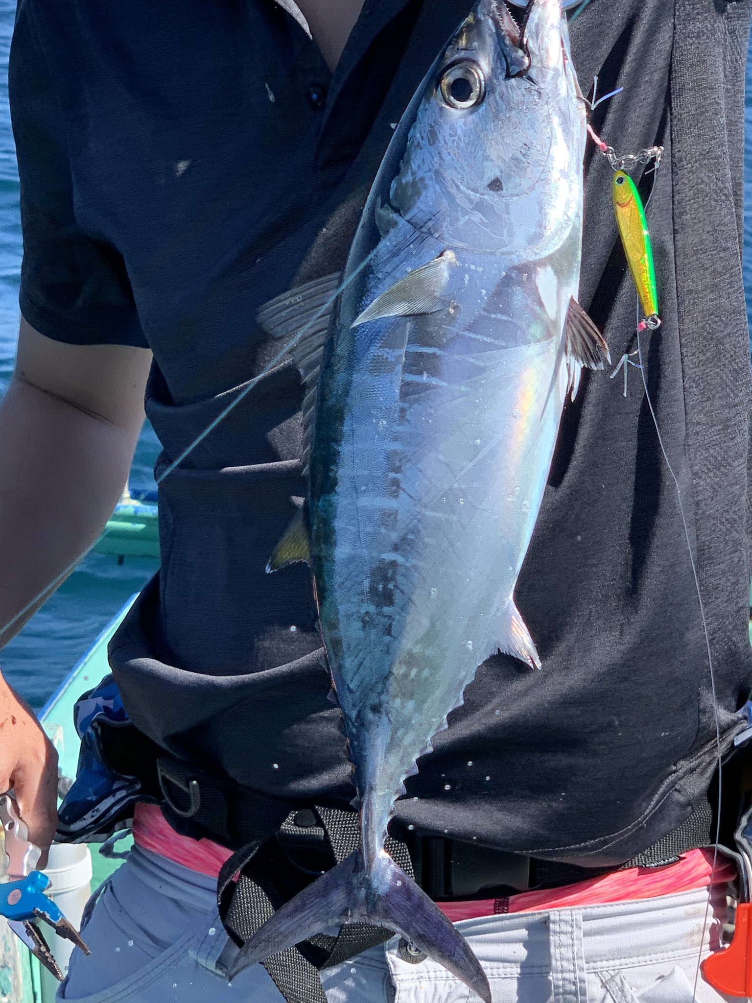 ヘッポコ釣り師no 2 館山湾でマグロ釣れたw カツオかと思いきやマグロっ メジだけどww 館山湾 ジギング メジマグロ ルアーフィッシング T Co Sdwfqlqbqo Twitter