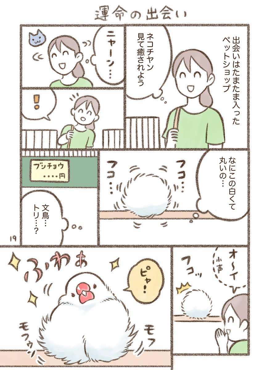 マンガ「運命の出会い」

#文鳥 #漫画が読めるハッシュタグ 