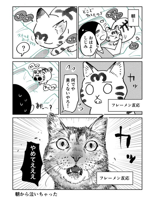 愛猫が飼い主の枕の匂いをかいだら まさかの フレーメン反応 にショックを受ける漫画がちょっぴり切ない 1 2 ページ ねとらぼ