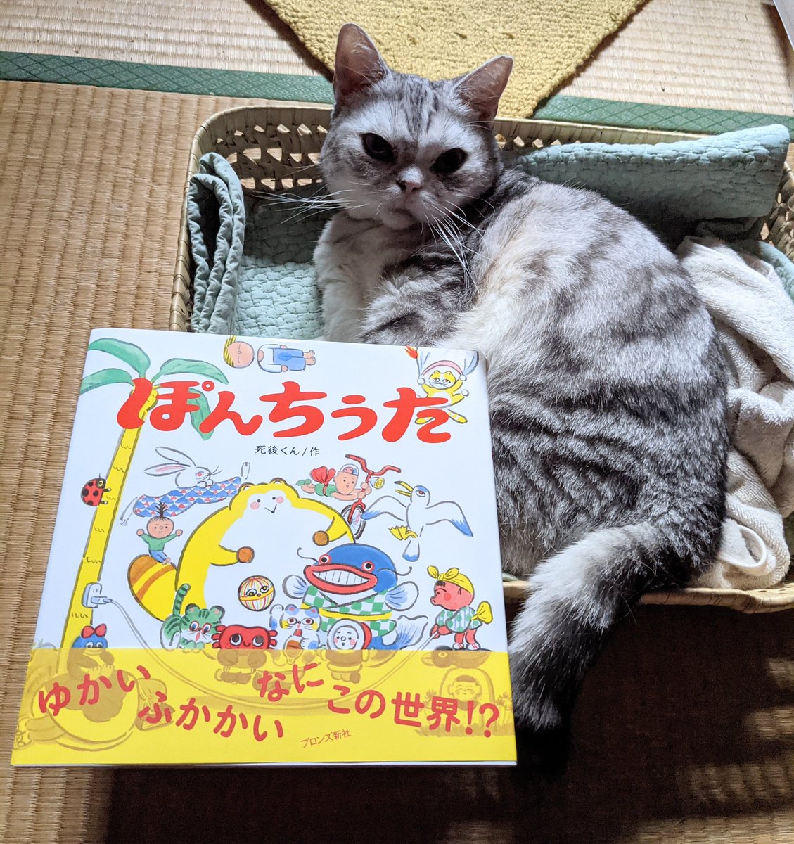 筒井大介 野分編集室 死後くんの ぽんちうた なかなかええやないか おもろい ゆきちゃんの歌 が入ってへんのやけど なんでや とっておき過ぎるんか と独りごちるキャット 歌詞も絵も死後くん節全開でめっちゃ楽しいですね 死後くん ぽんち