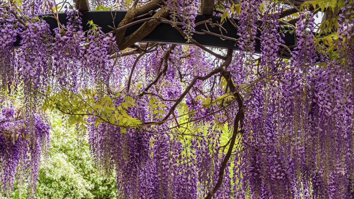 PeriodLivingMag's tweet photo. How to prune wisteria – and the best time to do it https://t.co/BiSIESMPSH https://t.co/MHS3LM6MCV