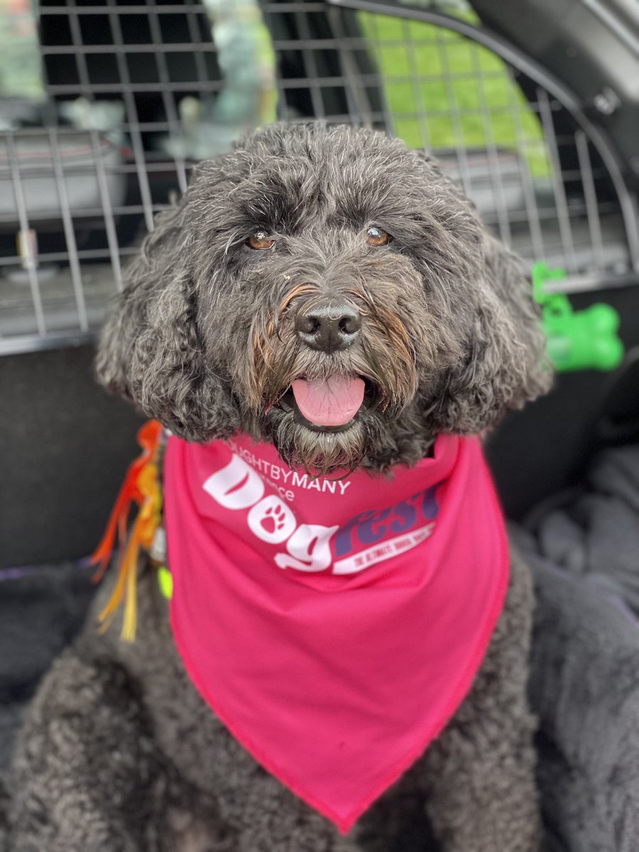 Matilda_Forster's tweet photo. Had a lovely day with my hoomans at @DogfestUK can’t wait until next year https://t.co/kTDwACZoqg