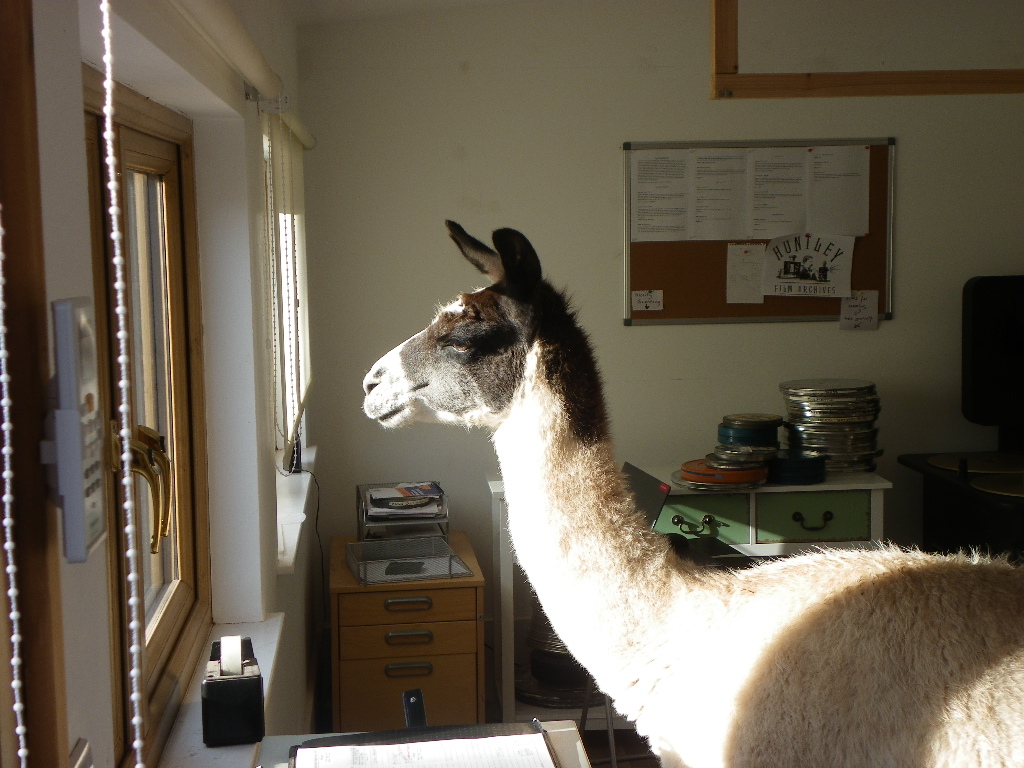 #Llama Maes Howe loves finding the office door open