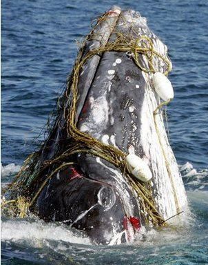 CRAT_Operators's tweet image. Every human on the earth can make a difference. @DFO_Pacific @Transport_gc can not do it alone.  Fishing nets and crab nets continue to entangle our whales in the Pacific.  @CRAT_Operators pushes to make a difference.  #ghostnetting #beachcleanup #plasticspolute