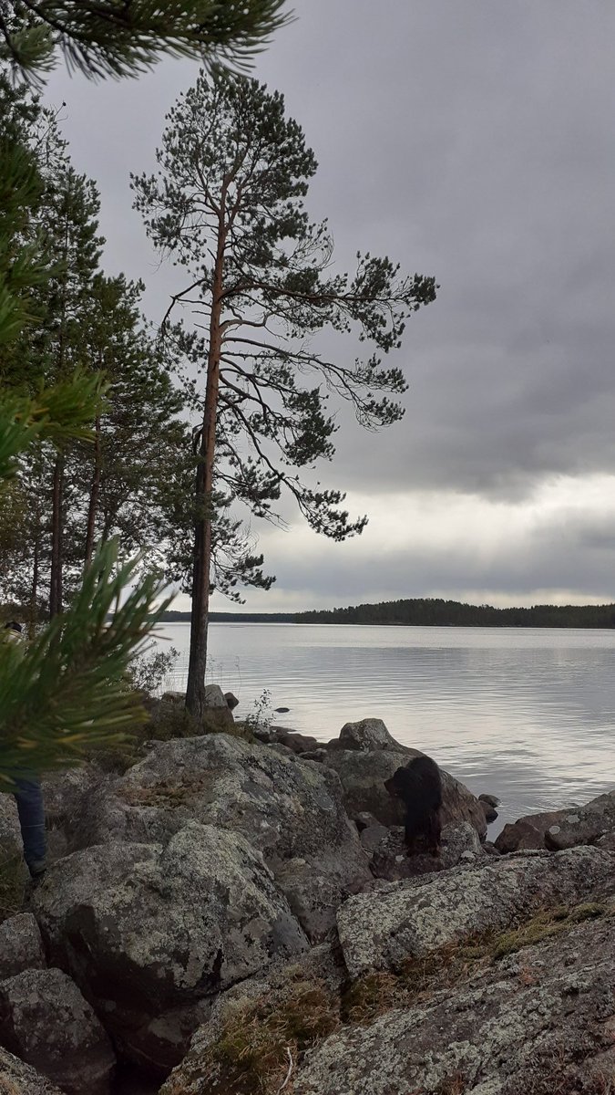 MarjahVilkman's tweet photo. Syyskuisia #maisema terveisiä #järveltä Kiviset on rannat #kolima https://t.co/fnDPmRTply