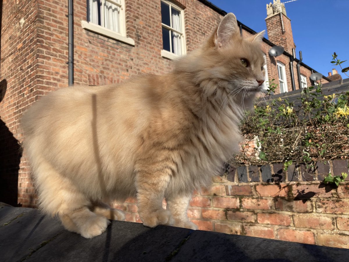 simonjveardley's tweet photo. #SundayMorning wall #cat #TobyCat #CheshireCat #CatsofTwittter https://t.co/OZtKH8ZT6d