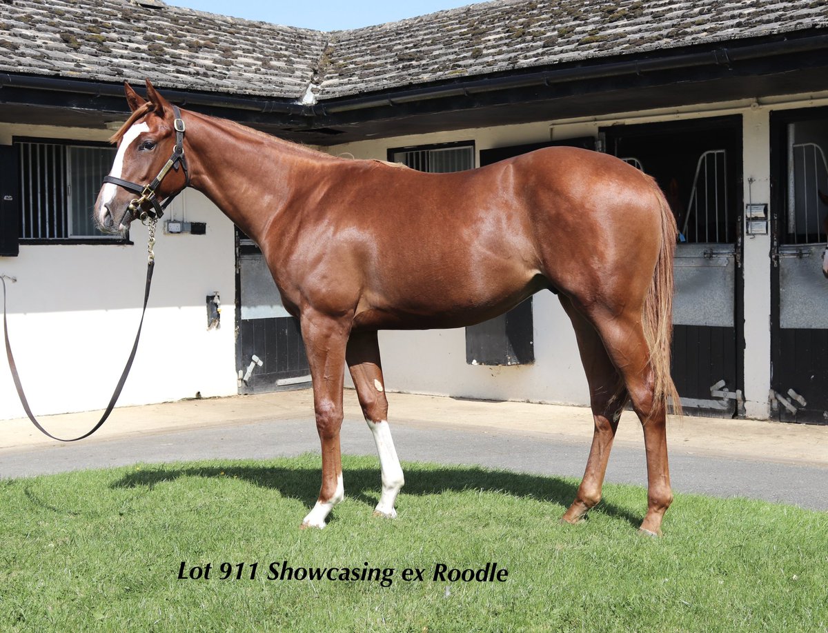 wickhamwicks's tweet photo. Congratulations @johnsonhoughton , top breeder Gaie with Madame Tantzy taking the win @NewmarketRace Another fantastic update for this Showcasing colt who is Lot 911 @Tattersalls1766 October Yearling Sale next month #WinningFamily🏇🏿💪 https://t.co/yhaYjY4Vnt