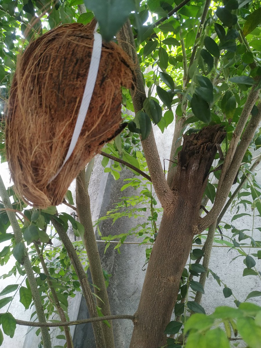 My makeshift shelter for birds   on a tree in my backyard waiting for the needy...#birdlovers , #birds ,#birdwatching
