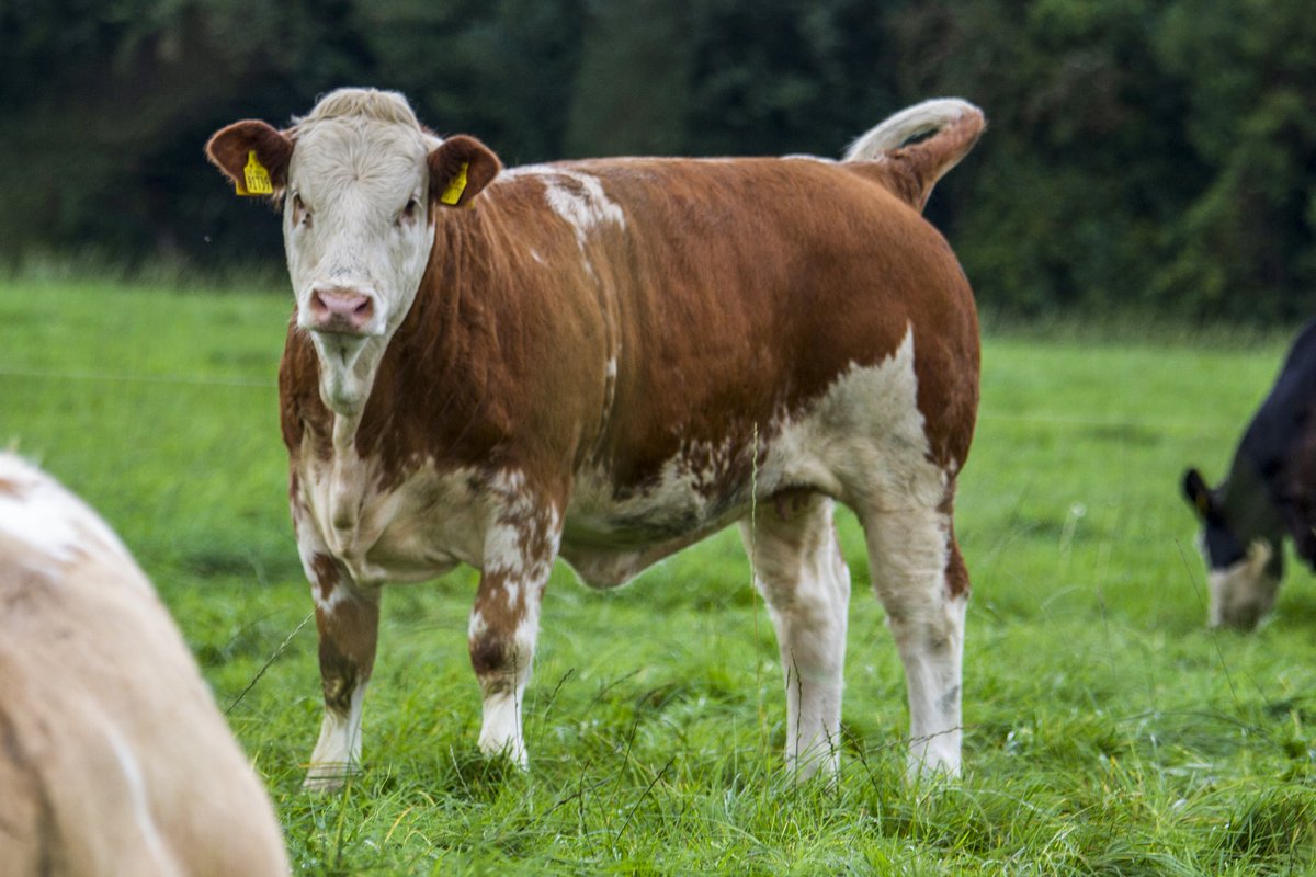 GarrettBehan1's tweet photo. Dragoon X Gallant ET heifer. Weaned last week. #simmental #irishsimmental #showheifer #potential #foundationfemale #sucklers #irishsucklers https://t.co/PxNdp5nUHx