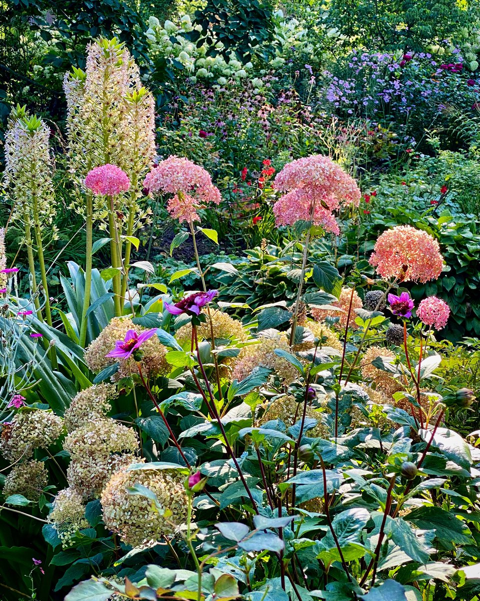 #melbournefestival continues today! 🎉. A succession of painterly #plants are on parade here in the #gardens. Perfect pompoms of pretty pink Hydrangea arborescens ‘Invincibelle’. Standing to attention behind are exotic Eucomis comosa. Our gardens are open from 1 - 5pm.