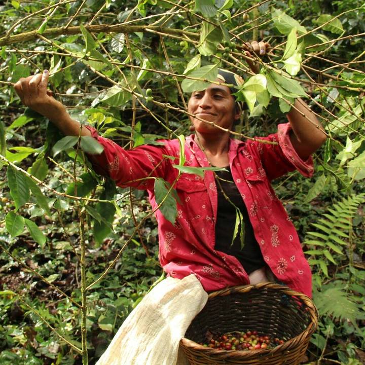 Check out our latest blog all about our Coffee of the Month - Nicaragua Matagalpa ☕ A delicious, long-standing favourite of ours! Read More Here - bit.ly/3hGOyYP