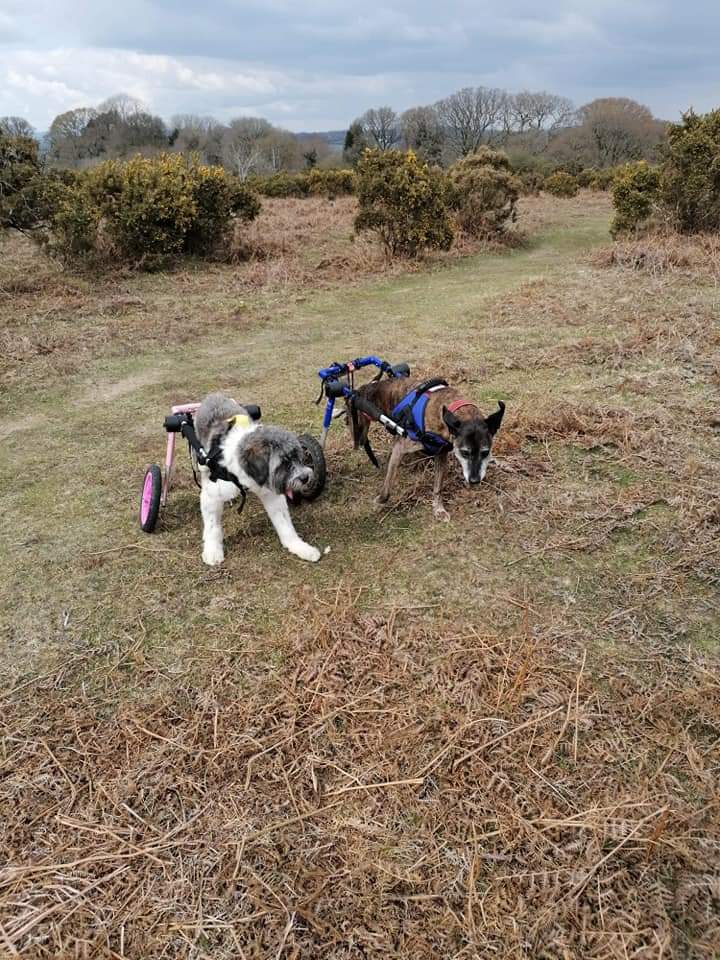 Please give wheelie dogs a chance. They want to and can run around and play just the same as every other dog.

Help <a href="/MiriMission/">info@miraclesmission.org</a> rescue MANY more disabled dogs by donating ANY amount, large or small, at gofundme.com/f/THE-MIRACLES… 🙏

ALL dogs DESERVE a 2nd chance in life 💕.
