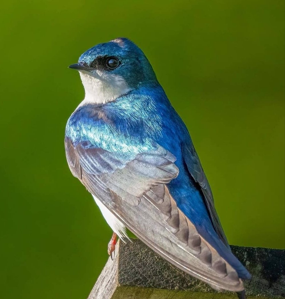 Tree Swallow bird 🥰😍❤
#bird #birds #nature https://t.co/YnotpK4mup